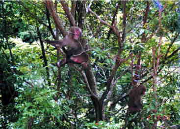 ���v���邪�H�ނ��Վ�ἁX�Ƃ˂���Ė��f���o���Ȃ�����